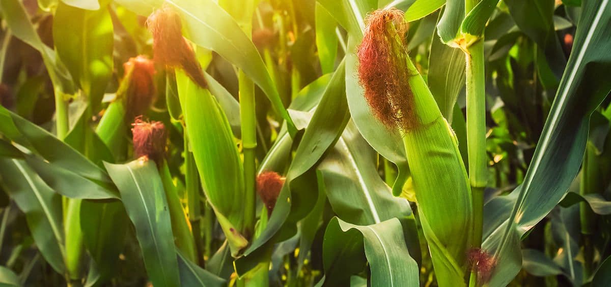 The Practice That Marks the Beginning of Arable Crop Life Cycle