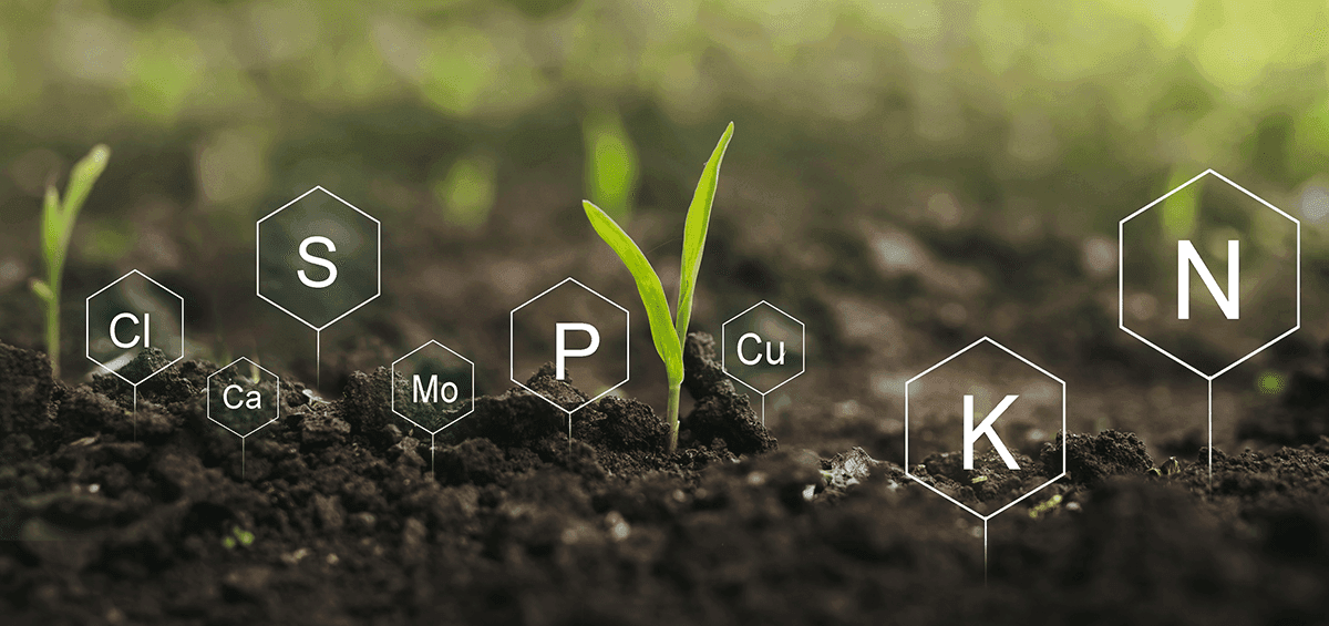 Autumn Fertilization of Permanent Crops