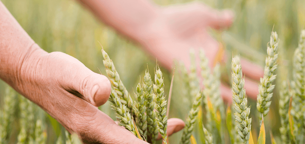 Sustainable Farm Practice Closely Connected with Nature: Biodynamic Farming