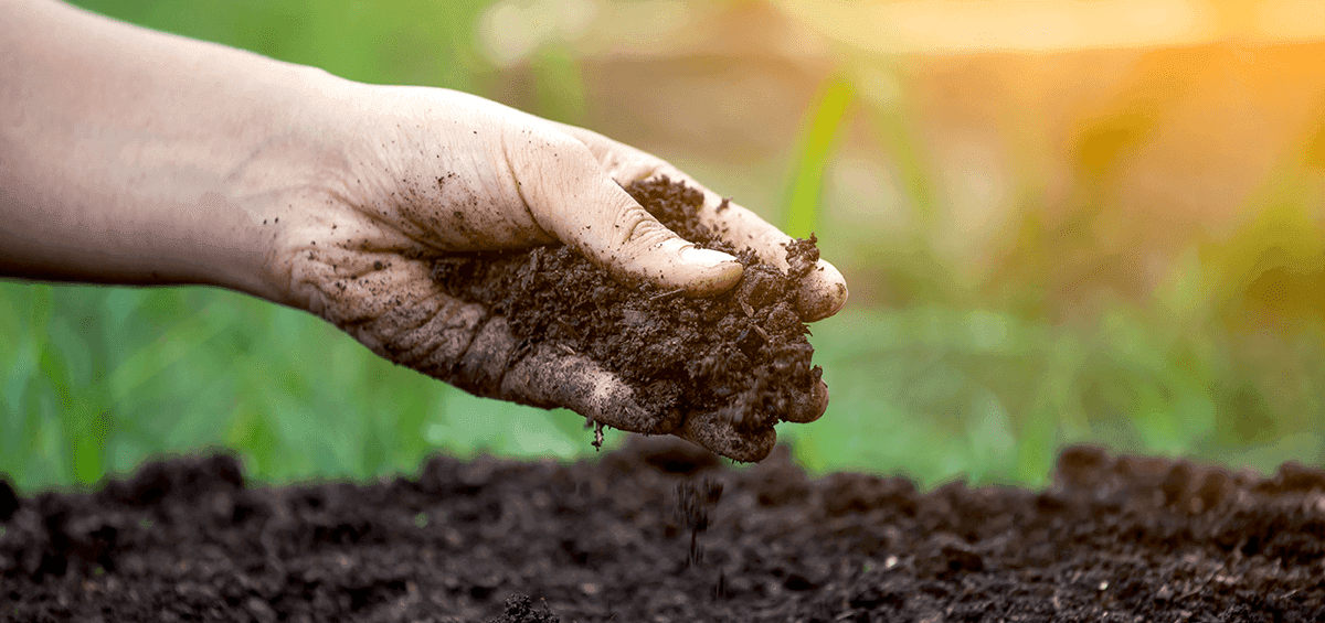 Biofertilizers – an Innovative Tool for Agriculture