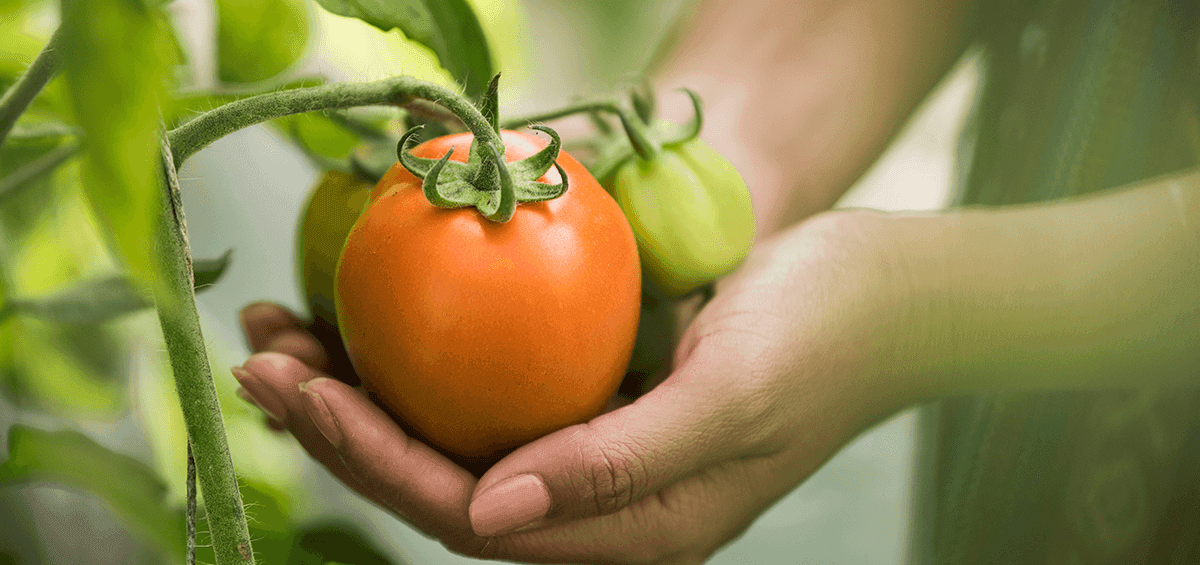 Biointensive Agriculture – A Sustainable Solution for Growing Food