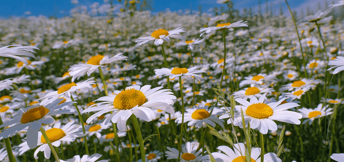 Increased Chamomile Production with Proper Farm Management Practices
