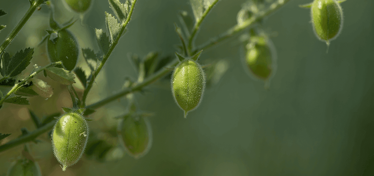 Chickpea, the Forgotten Crop