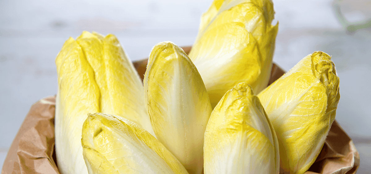 Chicory Harvest