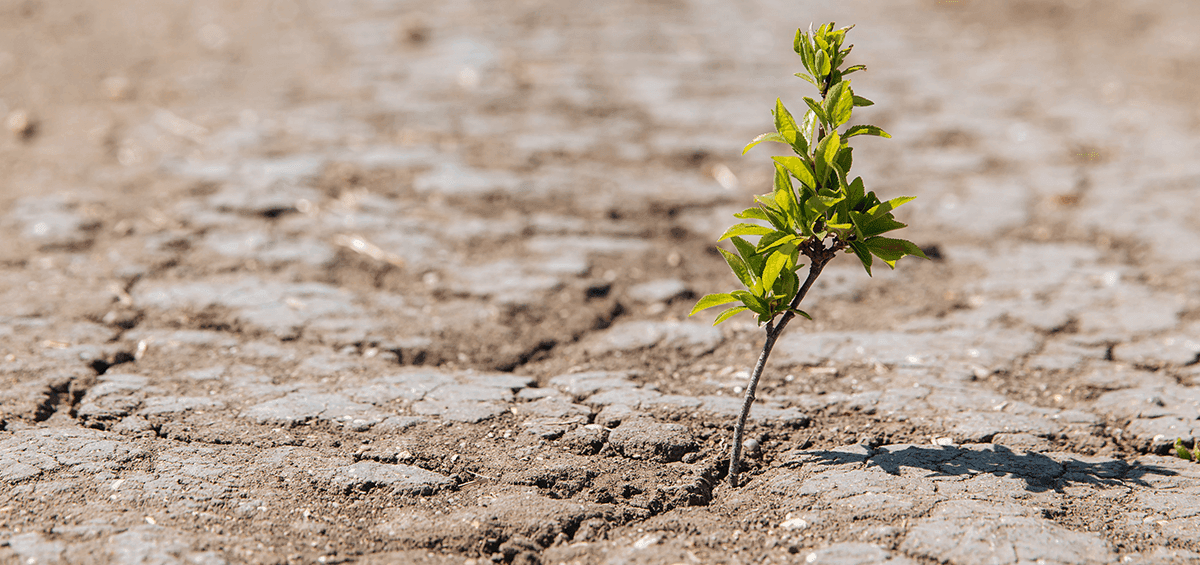 Climate Change Impacts on Agriculture