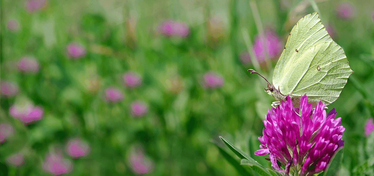 Keep Your Field in Good Shape – Sow Clover-Grass Mixtures