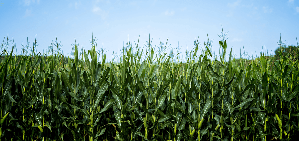 Conservation Agriculture