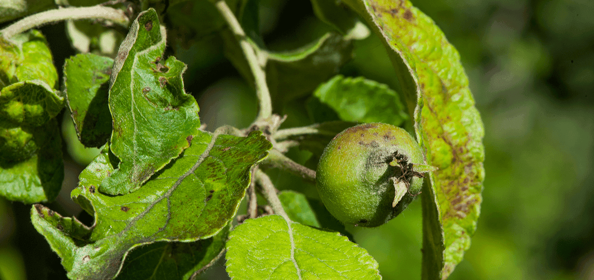 Farming Practices That Farmers Should Do To Conserve Global Food Security