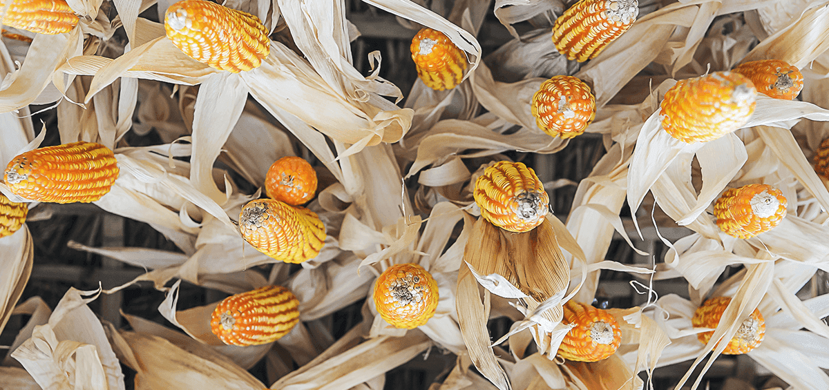 Corn, a Vital Staple Food in Africa