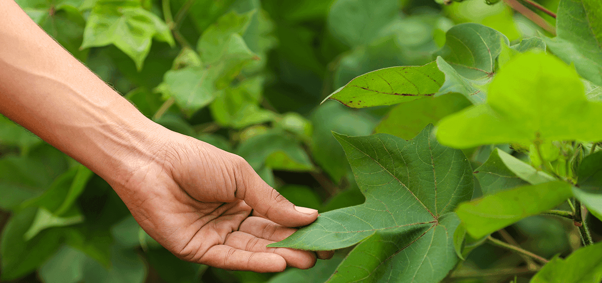 Management Practices for the Major Cotton Pest