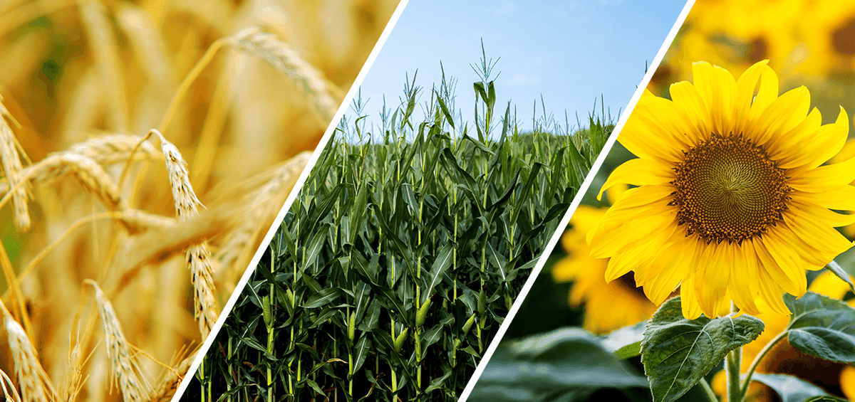 Better Field Utilization With Crop Rotation