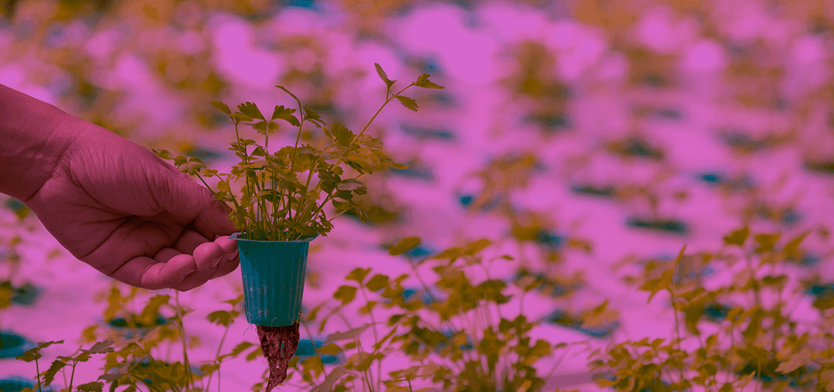 Farming Under Artificial Light as a Response to Future Food Demands