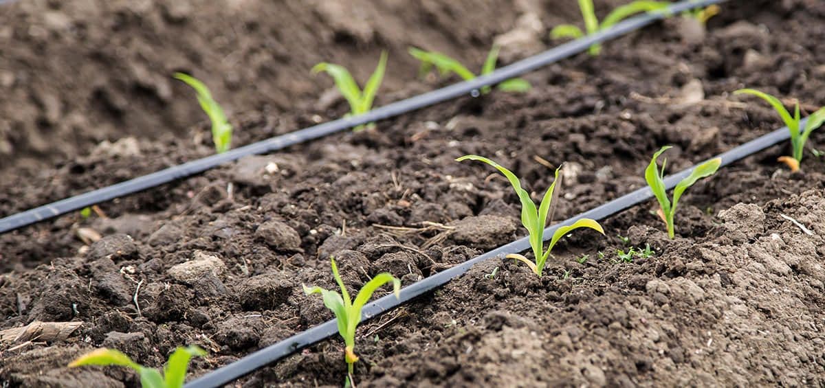 An Efficient Fertilization and Water Management with Fertigation