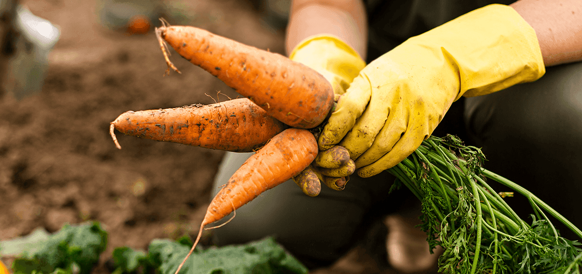 Fertilization of Organically Grown Crops