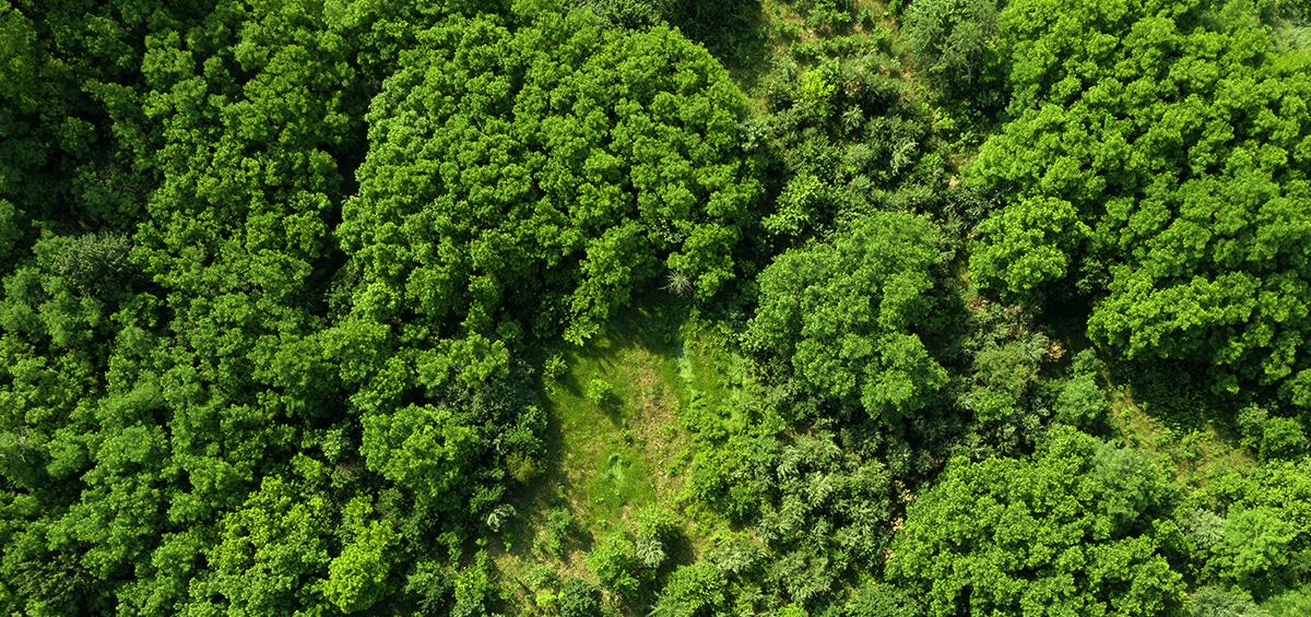 Forests – Source of Life