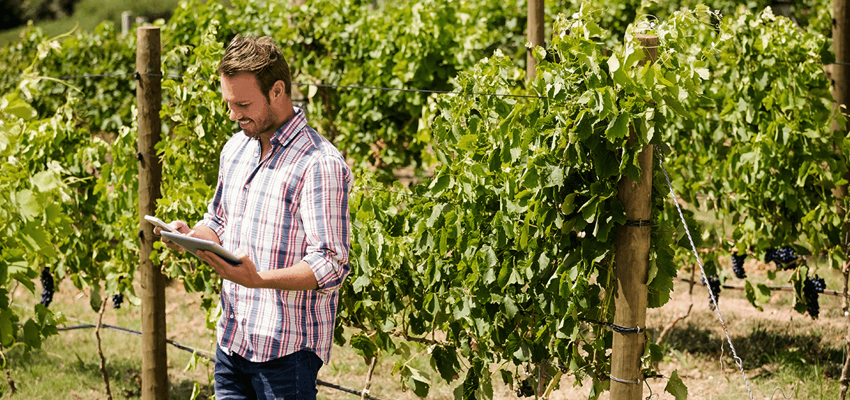 Botrytis Free Vineyard?