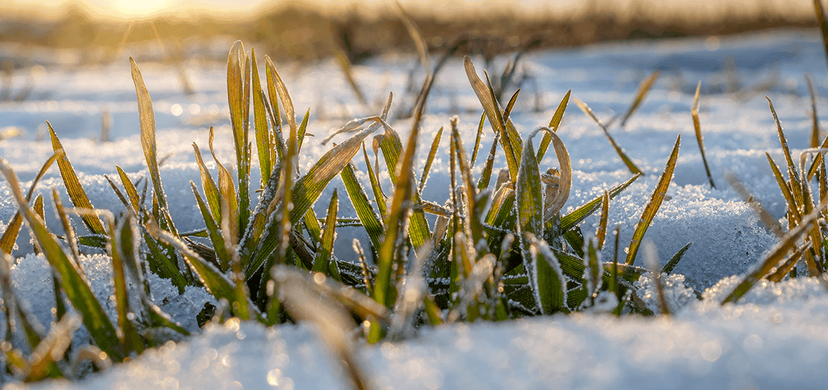 Frost Damage