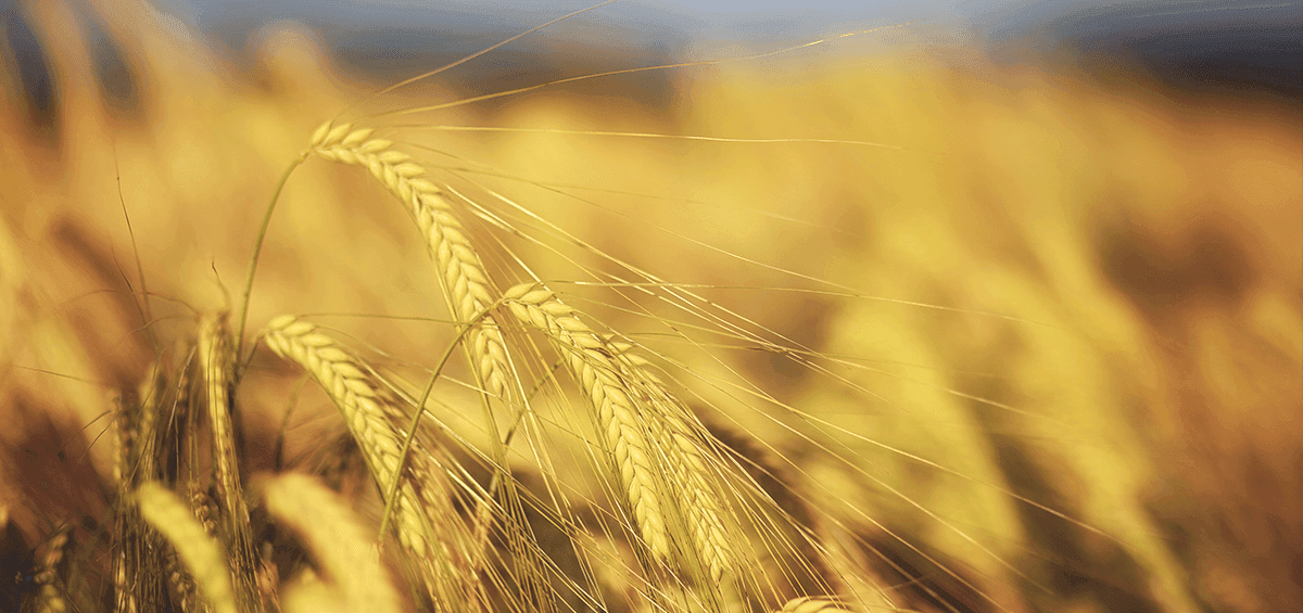 Growing Wheat for Beer