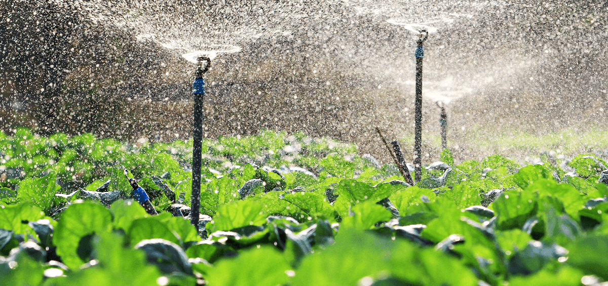 High Moisture Increases Risk of Crop Diseases