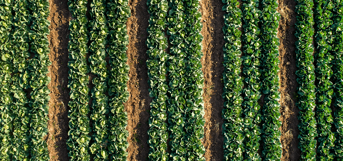Increasing Farm Yield Through AgTech Solutions