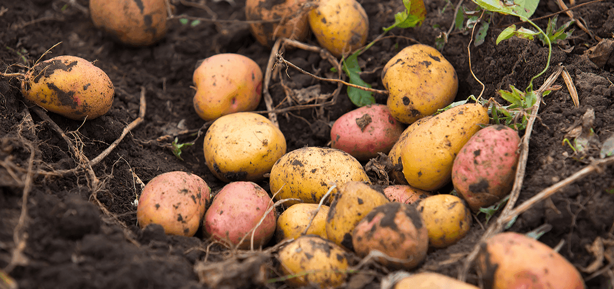 Farm Management Practices for Increased Potato Tubers Yield