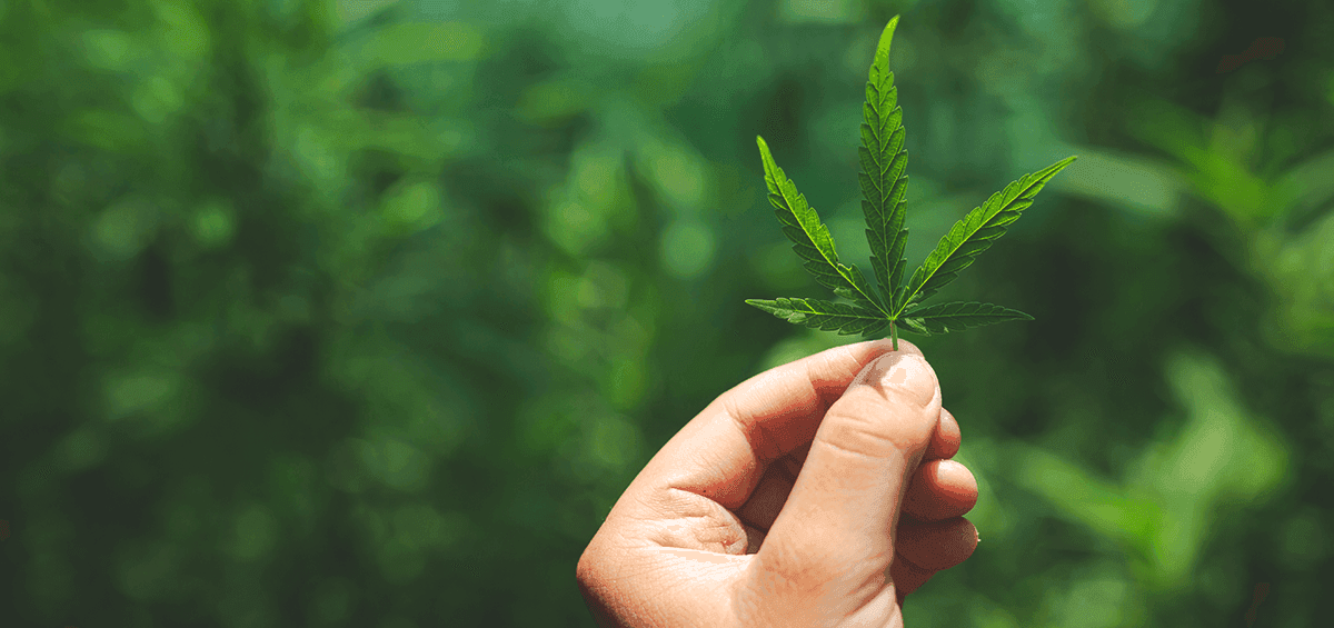 Industrial Hemp Revival for Human Survival