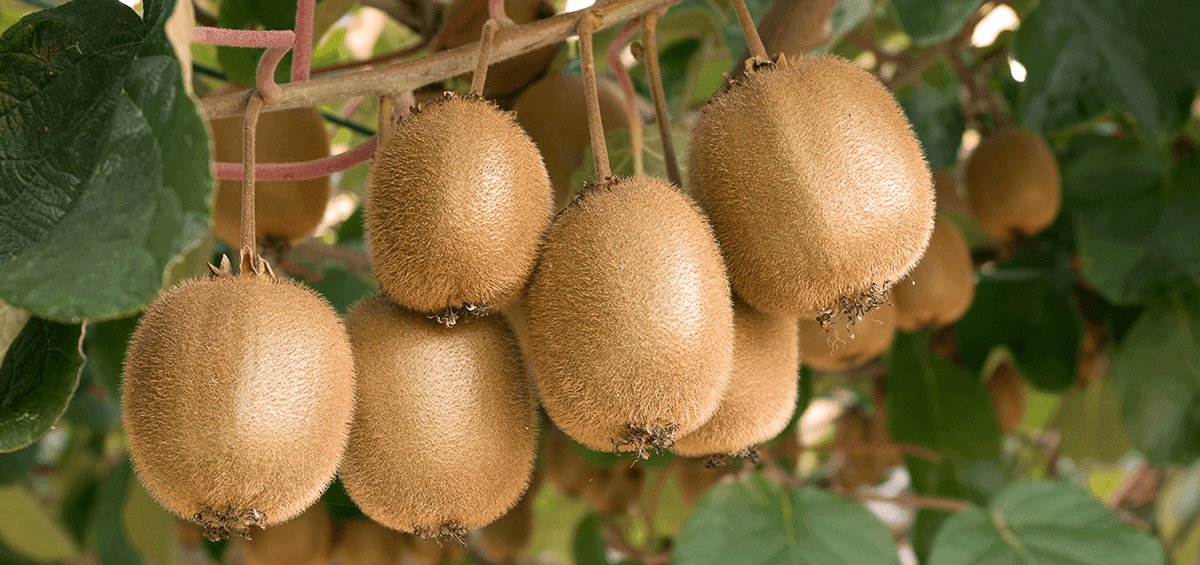 Kiwi Fruit Harvest