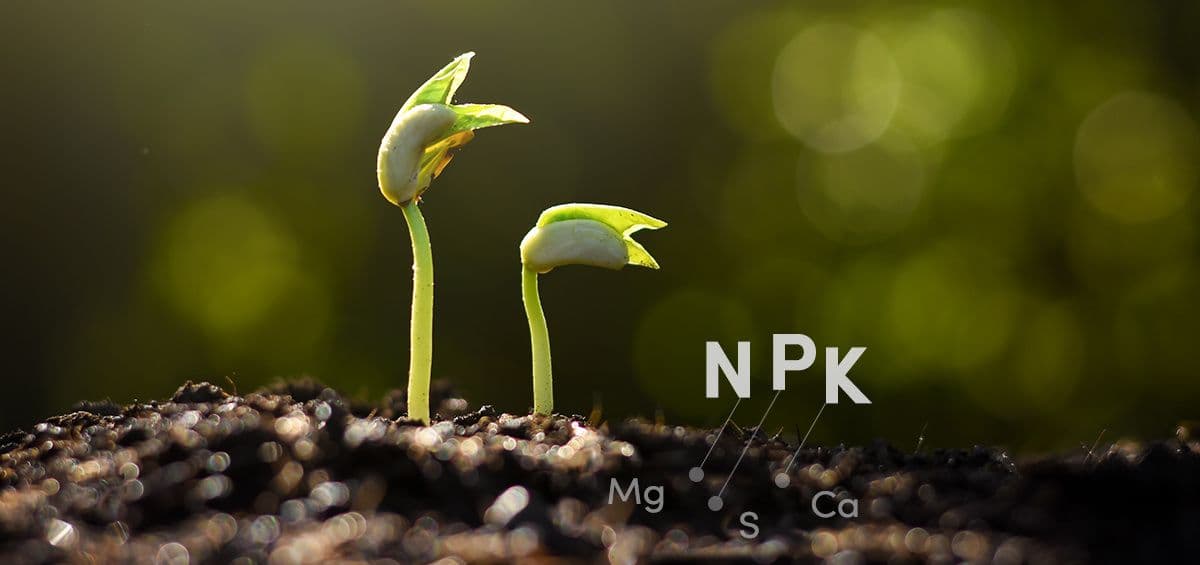 Macronutrients Play a Vital Role In Crop Production