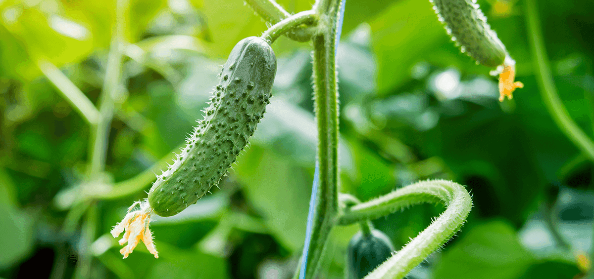 Manage Cucumber Bitterness with Proper Farming Practices