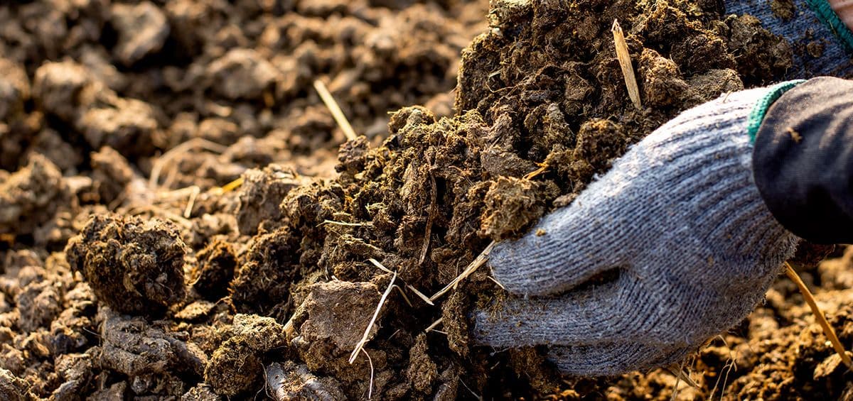 The Best of Manure Fertilization