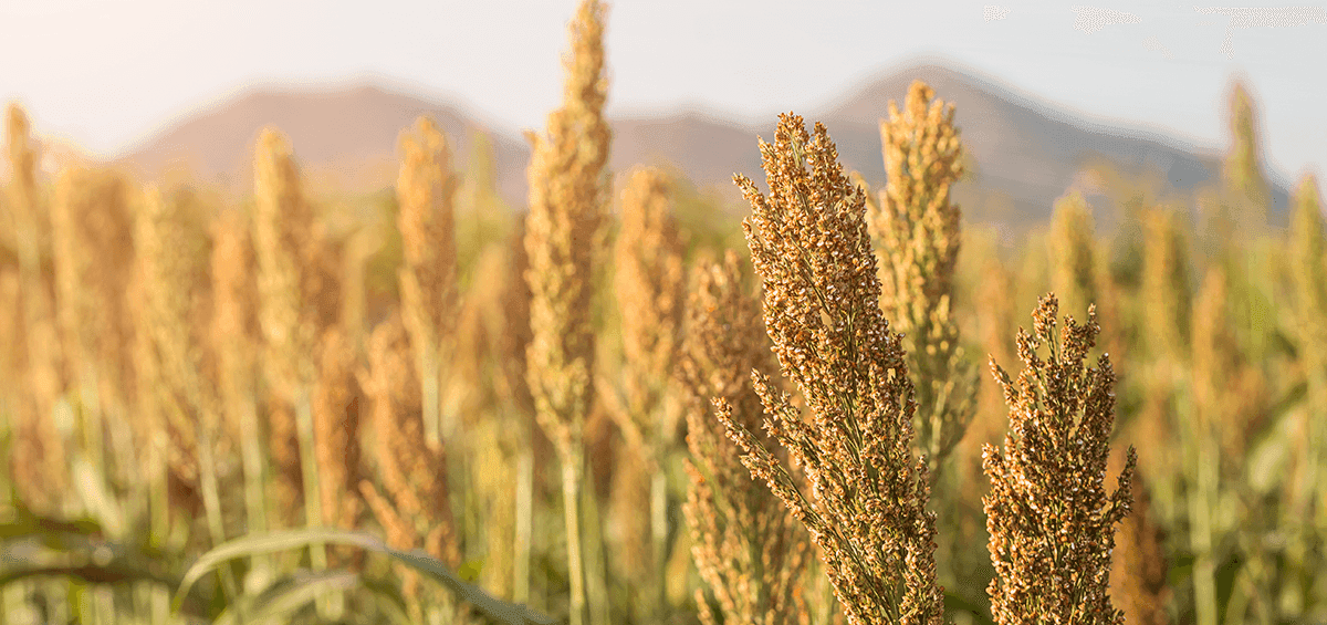 Millet – Forgotten Ancient Grain Responsible for Society as We Know It