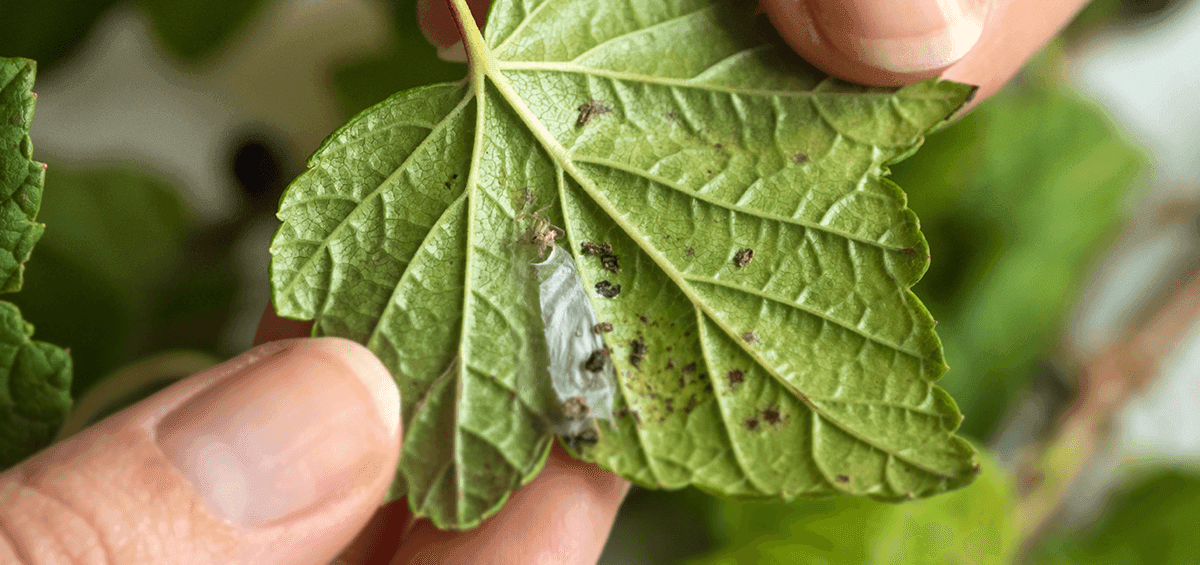 Natural Pest Control in Organic Farm Systems