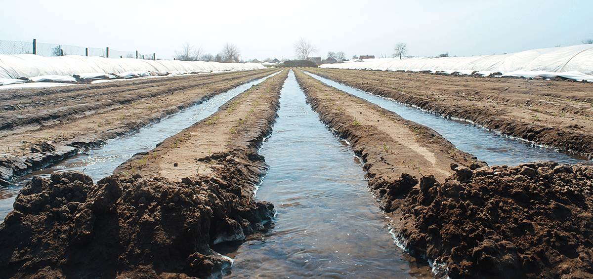 Non-chemical Pre-plant Soil Disinfestation