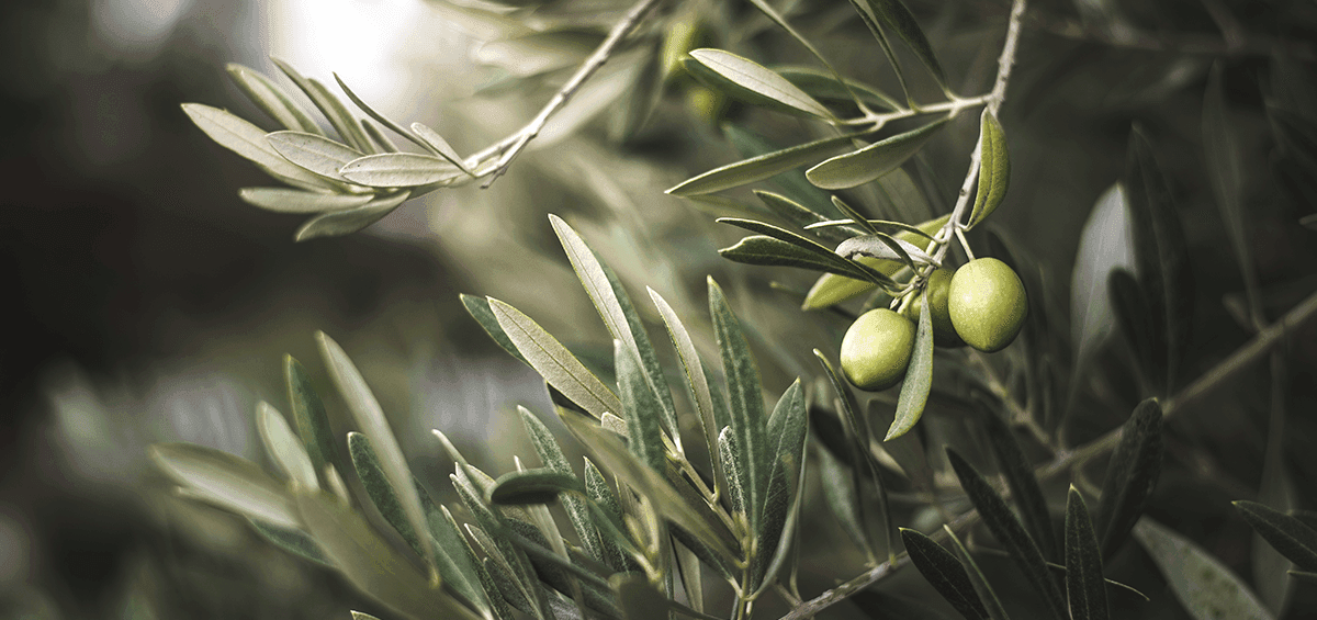 Olive Tree – the Tree of Life