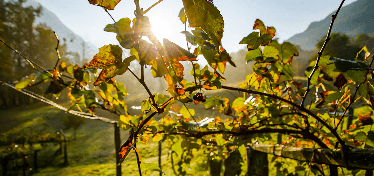 Phytoplasmas Infest Vineyards from Europe to America