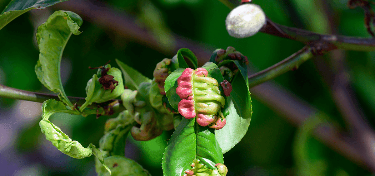 Plant Nutrients Deficiency