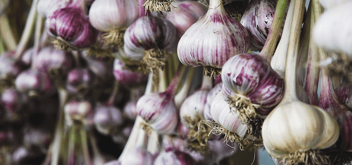 Planting of Autumn Garlic