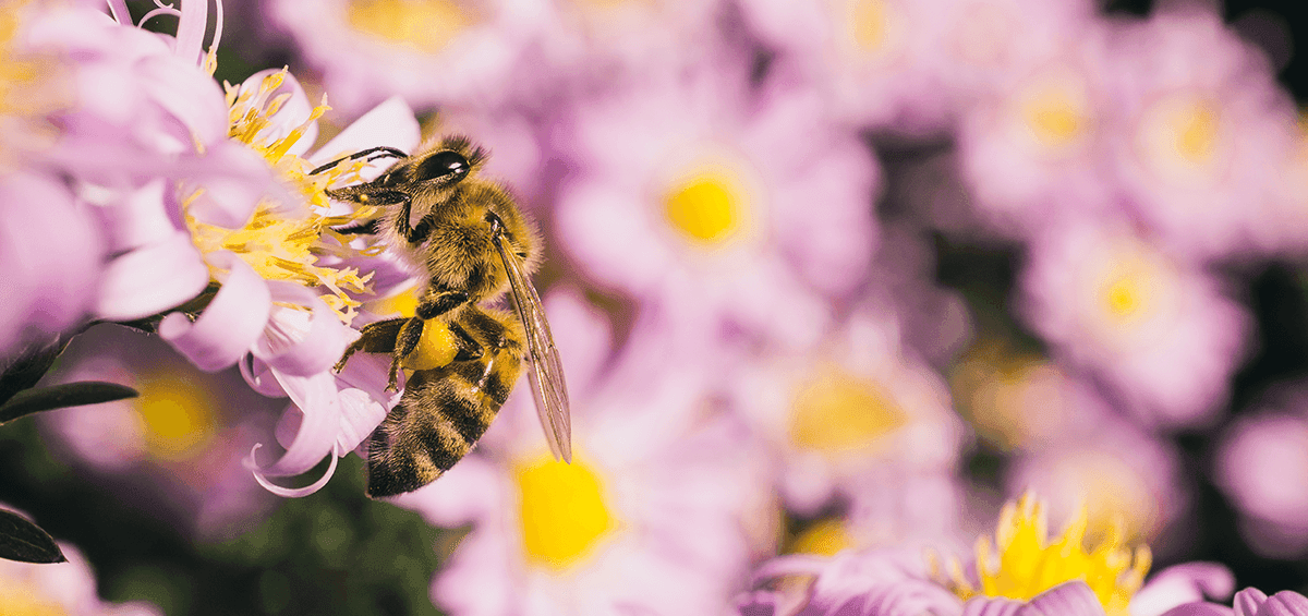 Pollinators Sustain Crop Production