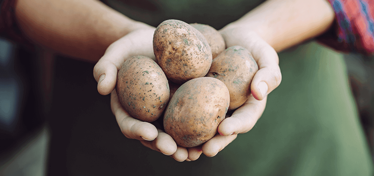 Potatoes Could Boost Water Supplies