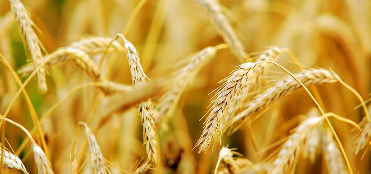 Top Three Ways to Protect Wheat From Leaf Spot Diseases