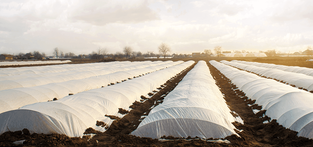 Protecting Plants from Cold Damage