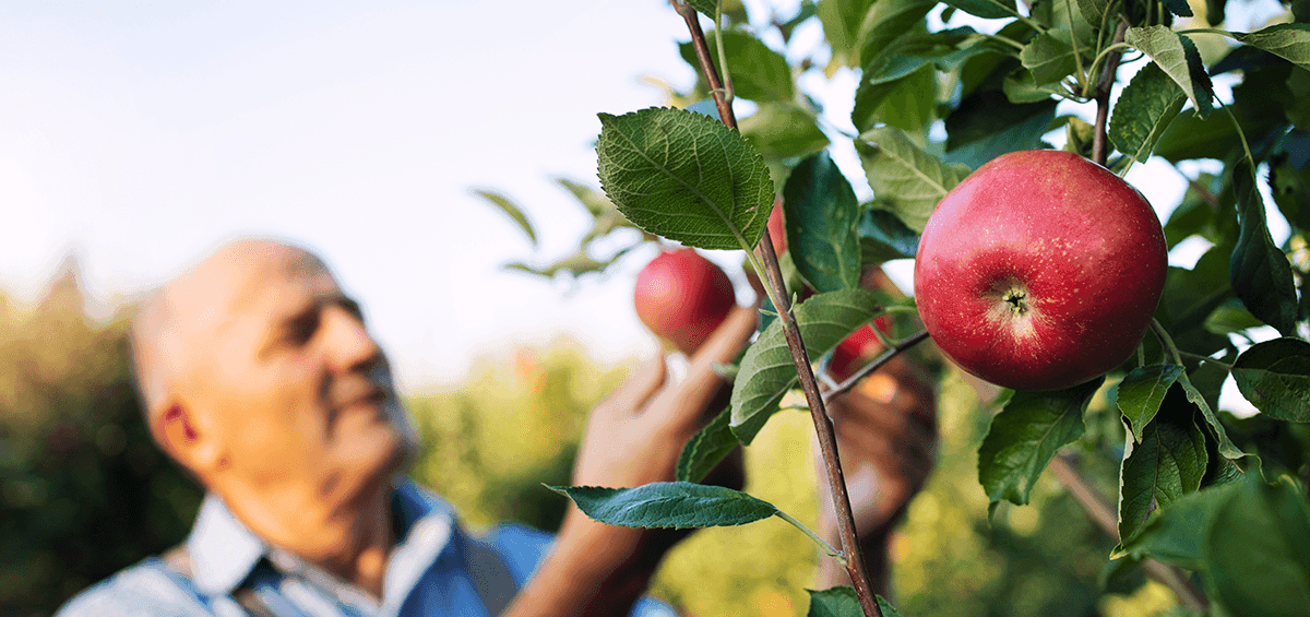 Pruning for Higher Yields