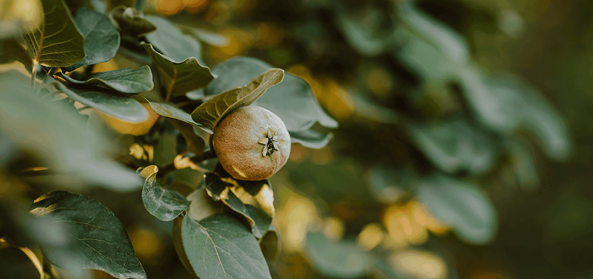 Quince – Natural Cure with the Scent of Autumn