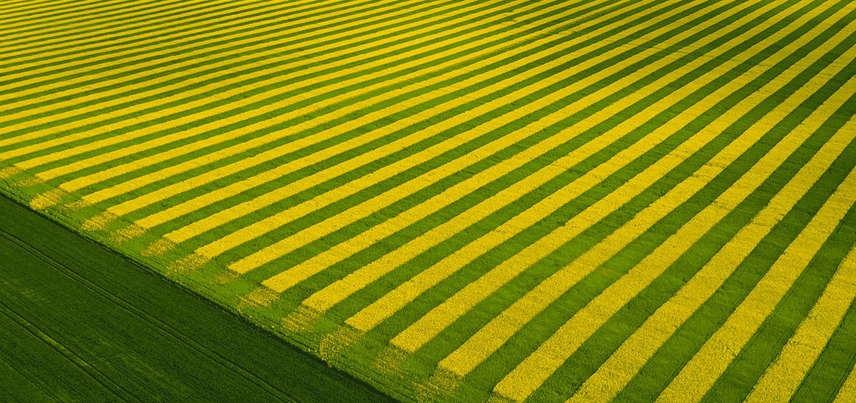 Late Sowing of Rapeseed