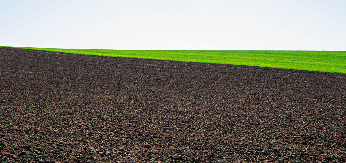 Second Crop or Empty Soil?