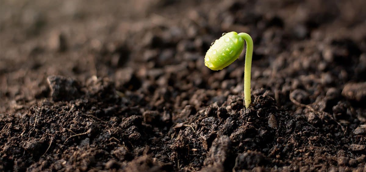 How Can Farmers Benefit from Seed Inoculation?