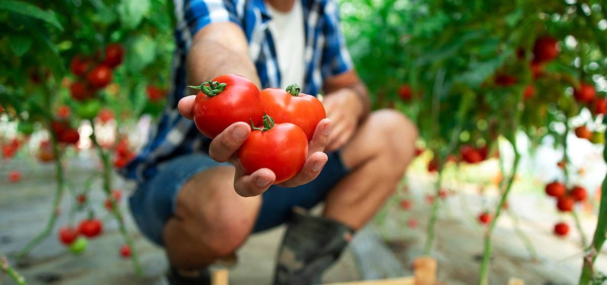 How High-Quality Seeds Can Improve Crop Yield
