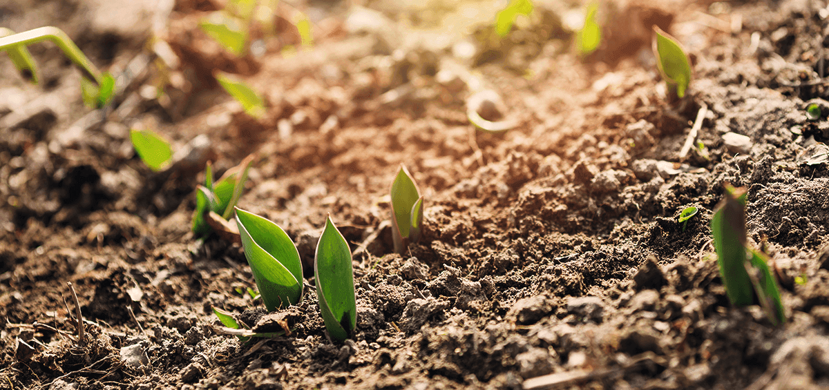 Soil Health and Agricultural Sustainability