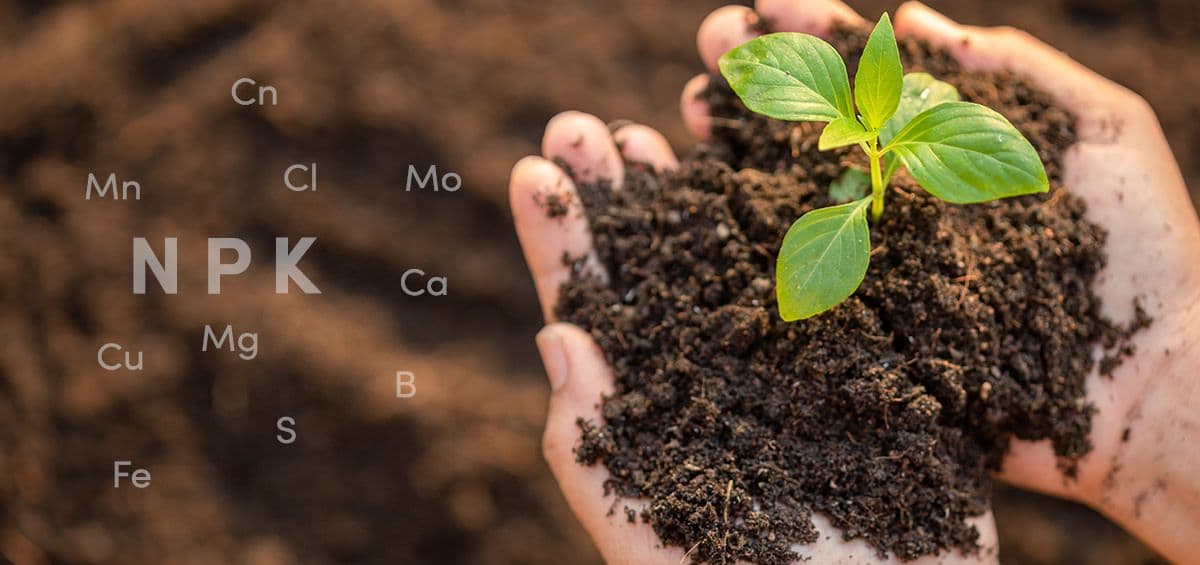 The Extremely Important Role of Micronutrients