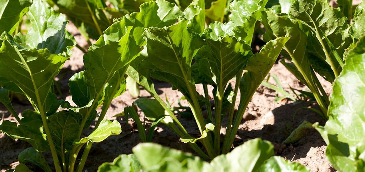 Stubby Root Nematodes Threaten Sugar Beet Production